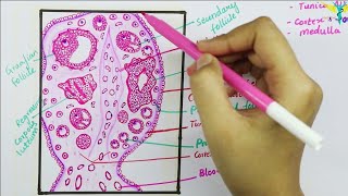 Histology of Ovary [upl. by Hanny]