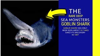 Goblin shark facts for kids Intrusting information about Shark [upl. by Aikram579]