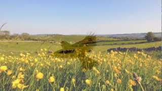 Ralph Vaughan Williams  The Lark Ascending [upl. by Aitnecserc627]