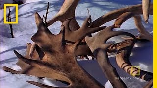 Amazing Antlers  National Geographic [upl. by Dollar]