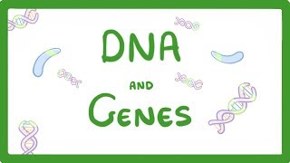 GCSE Biology  DNA Part 1  Genes and the Genome 63 [upl. by Petronille646]