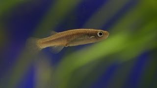 Saving the Corfu Killifish [upl. by Anadal211]