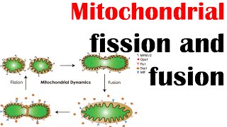 Mitochondrial fission and fusion [upl. by Yelyac777]