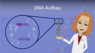 DNA Aufbau leicht erklärt [upl. by Vocaay]