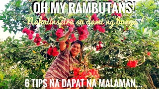 How to grow Rambutan anywhere in the Philippines [upl. by Furnary466]