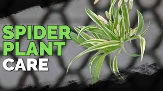 Spider Plant Care How To Grow Chlorophytum Comosum [upl. by Russi]