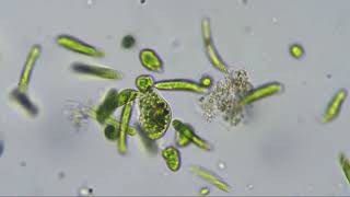 Euglena gracilis video 1 [upl. by Airdnax]