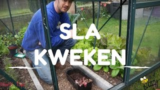 Sla kweken van zaaien tot oogsten [upl. by Calley]