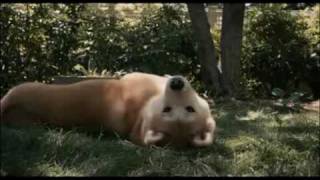 Hachiko A Dogs Tale  Final scene Hachi dies Greek subs [upl. by Akelam]