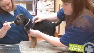 How to Administer Vaccines to Canine Patients [upl. by Panthia]