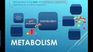 Metabolism Intro 2016 IB Biology [upl. by Lark]