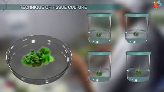 Tissue Culture [upl. by Vasquez407]