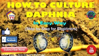 HOW TO CULTURE DAPHNIA In Easy Way [upl. by Kelson]