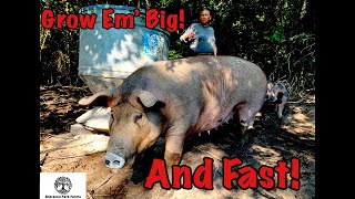 Pastured Pig Feed  SECRET Recipe for Growing Large Pigs FAST [upl. by Renraw423]