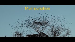 Murmuration [upl. by Northway274]