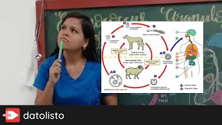 ECHINOCOCCUS GRANULOSUS  PARASITOLOGÍA Ciclo de vida sencillo de aprender😲 [upl. by Reiners]