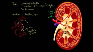 Le rein et le nephron [upl. by Reed]