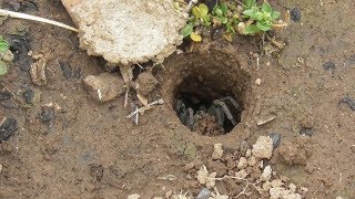 Burrowing Spider Doing Excavation Work ¯◕◕¯ [upl. by Elise]