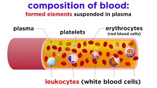 The Composition and Function of Blood [upl. by Thilda]