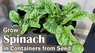 How to Grow Spinach in Containers from Seed [upl. by Bigford]