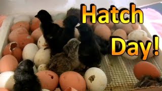 How to Hatch Chicken Eggs Part 6 Chicks are Hatching and going into the Brooder [upl. by Surtemed]