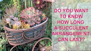 Learning About Succulent Arrangements and How to Water Succulents [upl. by Salita]