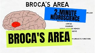 2Minute Neuroscience Brocas Area [upl. by Ahsinid]