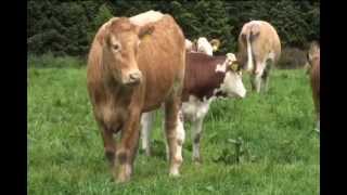 Overview of farming in Ireland by Pat OKeeffe [upl. by Nosloc100]