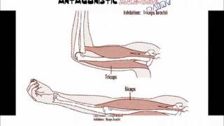 Antagonistic Muscle Pairs [upl. by Regor]