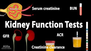 Kidney Function Tests Animation [upl. by Burrell]